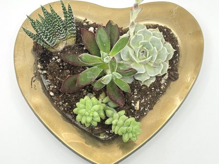 Heart Succulent Garden, Jan. 25th For Sale