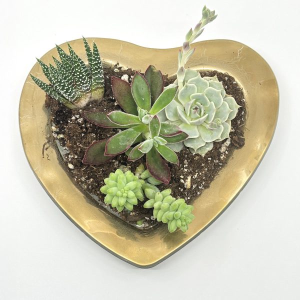 Heart Succulent Garden, Jan. 25th For Sale