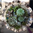 Make A DIY Succulent Garden, 10-4pm, Mon-Sat. Online now