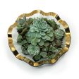 Make A DIY Succulent Garden, 10-4pm, Mon-Sat. Online now