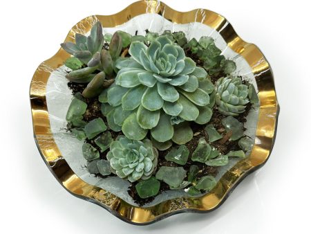 Make A DIY Succulent Garden, 10-4pm, Mon-Sat. Online now